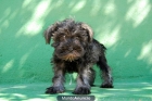 camada de schnauzer miniatura sal y pimienta; Cerca de Madrid - mejor precio | unprecio.es