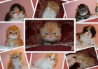 gatos persas - mejor precio | unprecio.es