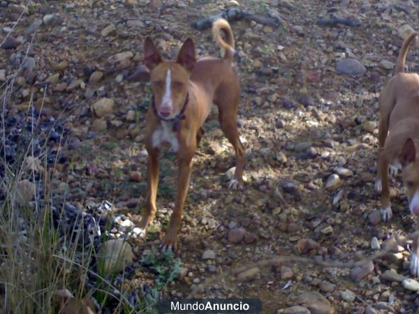 PODENCOS ANDALUCES