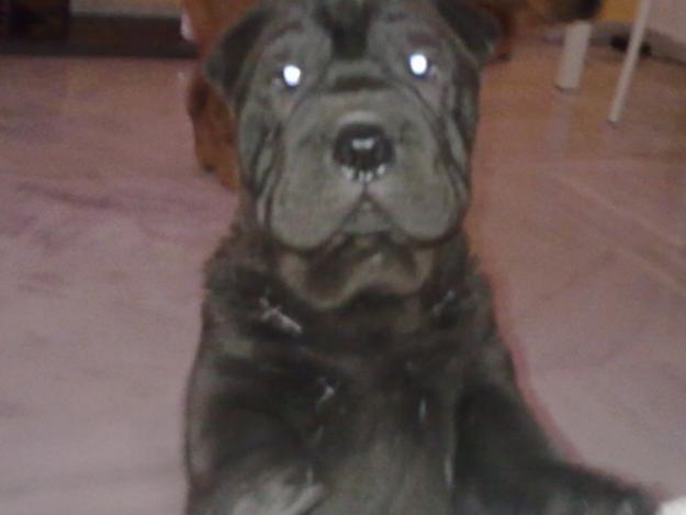 SHARPEI,HEMBRAS,NEGRAS