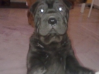 SHARPEI,HEMBRAS,NEGRAS - mejor precio | unprecio.es