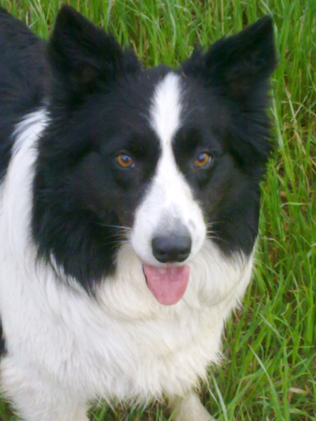 venta de border collie