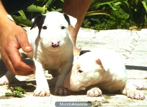 CACHORROS DE BULL TERRIER MINI 590