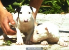 CACHORROS DE BULL TERRIER MINI 590 - mejor precio | unprecio.es