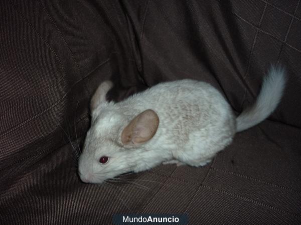 chinchillas babys de colores