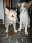 Guapa, cachorrita de mes y 3 semanas - mejor precio | unprecio.es