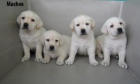 Labrador cachorros se regalo - mejor precio | unprecio.es