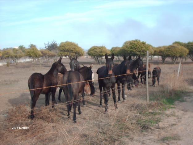 Mulos para venta (Portugal)