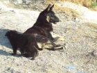 PERRO LOBO,Estupenda camada. - mejor precio | unprecio.es