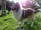 rough collie - mejor precio | unprecio.es