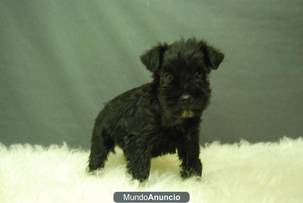 SCHNAUZER MINIATURA CACHORROS DE CALIDAD