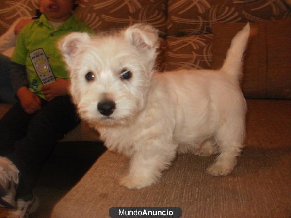westy cachorro