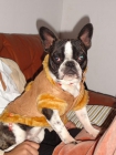 busco hembre de bulldog frances - mejor precio | unprecio.es