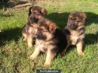 Cachorros de Pastor Aleman - mejor precio | unprecio.es