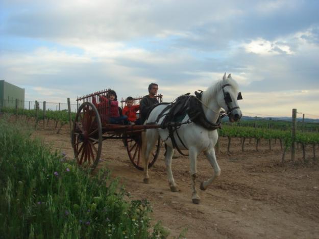 CAMBIO CABALLO Y/O CARRO POR COLMENAS LAYENS