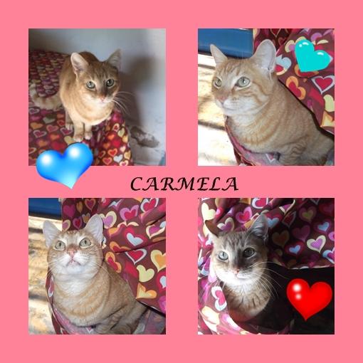 CARMELA, gata maltratada busca hogar donde no sentir miedo. SEVILLA