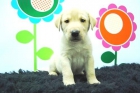 Labrador Retriever - www.animalflower.es - Cachorros para Entregar - mejor precio | unprecio.es
