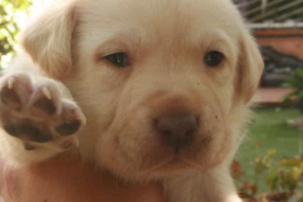 Labradoras de 1 mes