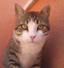 Romeo, gatito especial para adoptante especial- MUY URGENTE - mejor precio | unprecio.es