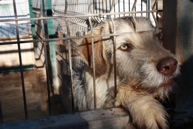 SCRUFFY, PELUSON DE OJOS VERDES