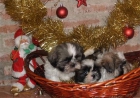Shih-tzu, tu cachorro al mejor precio - mejor precio | unprecio.es