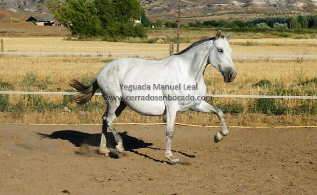 Yeguas cartujanas preñadas de calificado del hierro del bocado