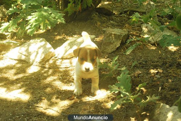 a 1 hora de Madrid Cachorros de Jack russell de pata corta; calidad y excelente genetica