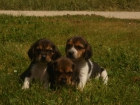 CACHORROS DE BEAGLE 350 - mejor precio | unprecio.es