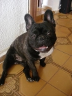 Chiripuscho, hijo de Fernaoke y Elisa de Rugabull busca hembra para  monta - mejor precio | unprecio.es