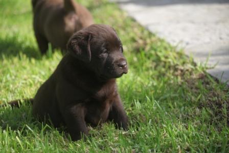 Excelenta camada de Labrador retriever