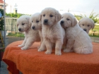 golden retriever de zarzagan - mejor precio | unprecio.es