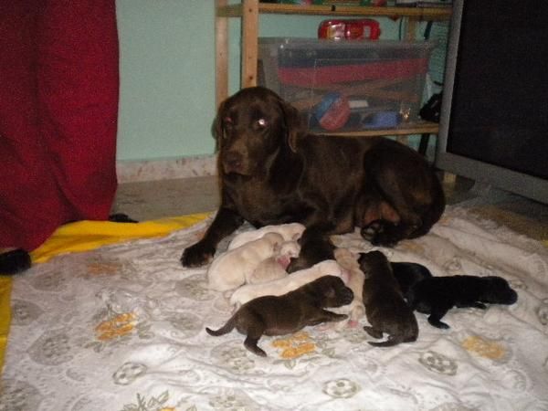 labradores con glamur