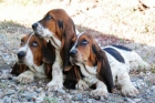 Magnificos Basset hound, muy buen precio - mejor precio | unprecio.es