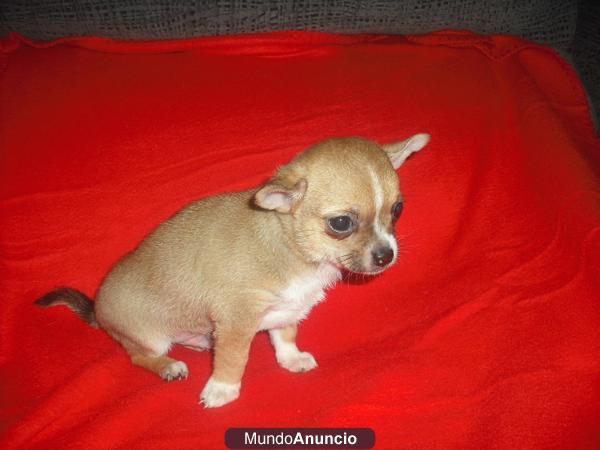 oferta chihuahua miniatura