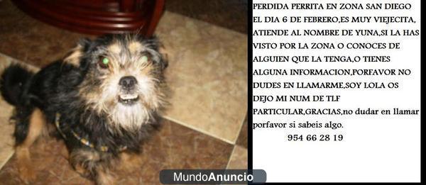 perrita perdida san diego sevilla