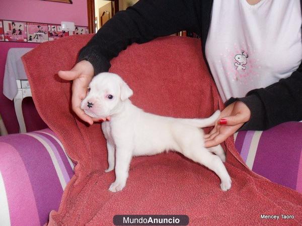 Se vende cachorro Boxer Blanco