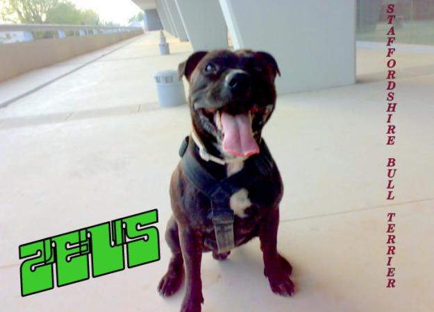 STAFFORDSHIRE BULL TERRIER