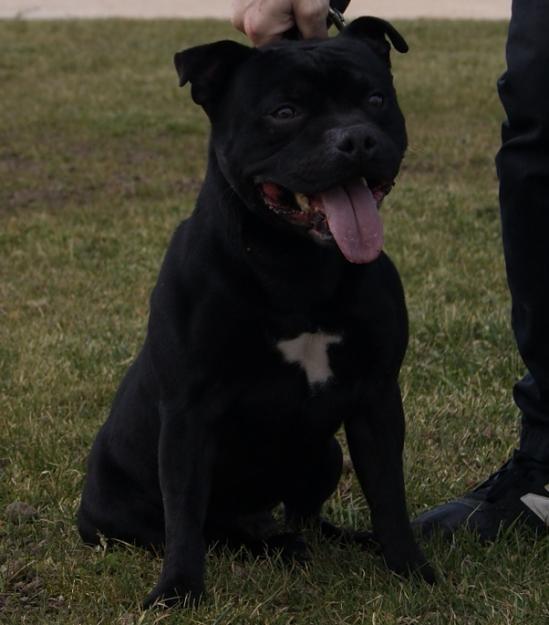 staffordshire bull terrier