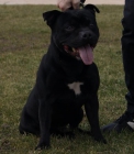 staffordshire bull terrier - mejor precio | unprecio.es