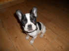 Urgente, vendo macho Bulldog Frances - mejor precio | unprecio.es