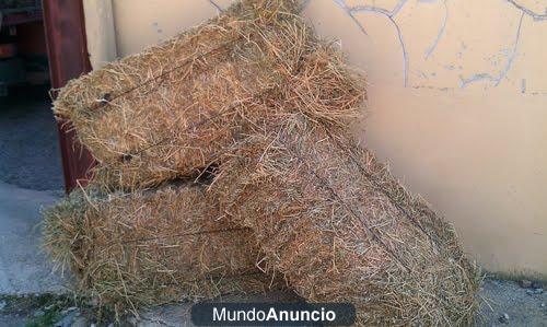 Vendo Alfalfa