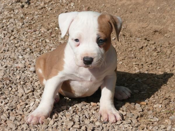 Venta cachorros amstaff