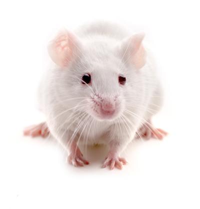 Venta de ratones de laboratorio