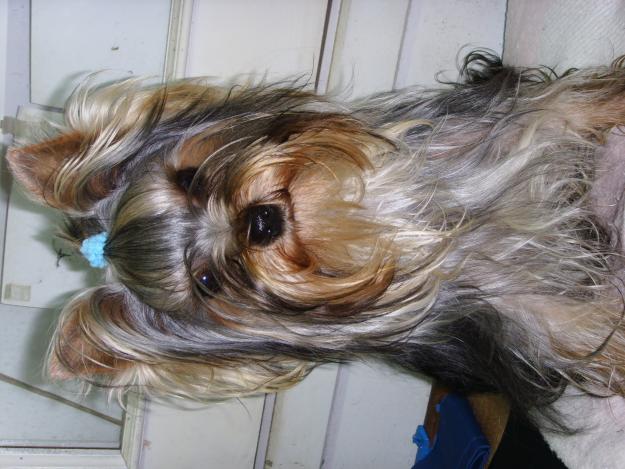 yorkshire terrier para monta