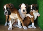 BOXER,MACHOS 190€,HEMBRAS 250€ - mejor precio | unprecio.es