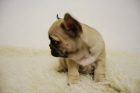 Bulldog Frances Color Fanw Listos para entregar - mejor precio | unprecio.es