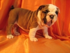 BULLDOG INGLES NECESITO - mejor precio | unprecio.es