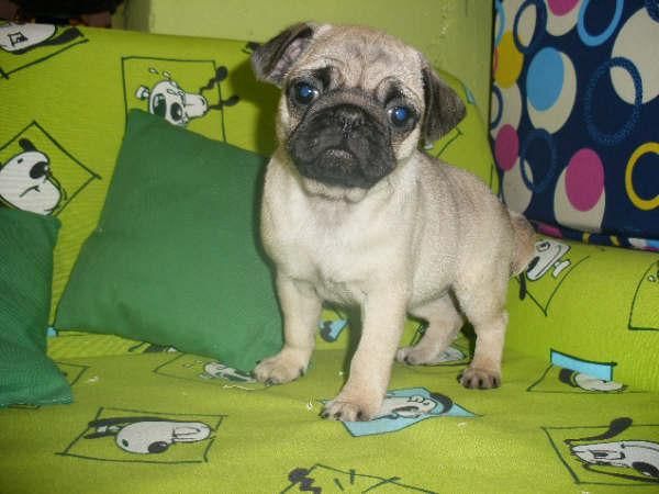 cachorros de carlino, muy buen precio