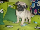 cachorros de carlino, muy buen precio - mejor precio | unprecio.es