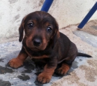cachorros de teckel - mejor precio | unprecio.es